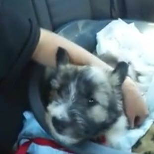 Noch eins - (Hund, Rasse)