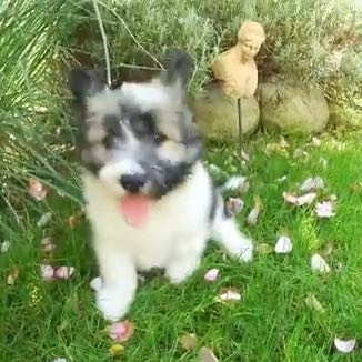 Das vierte - (Hund, Rasse)