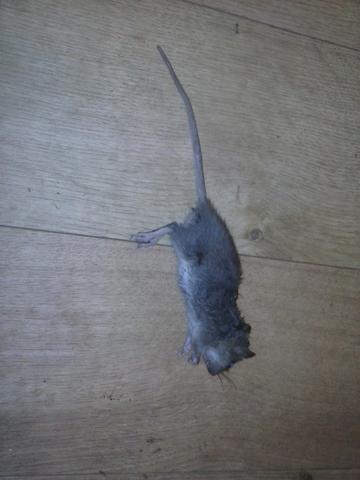 ratte - (Maus, Schädlinge, Ratten)