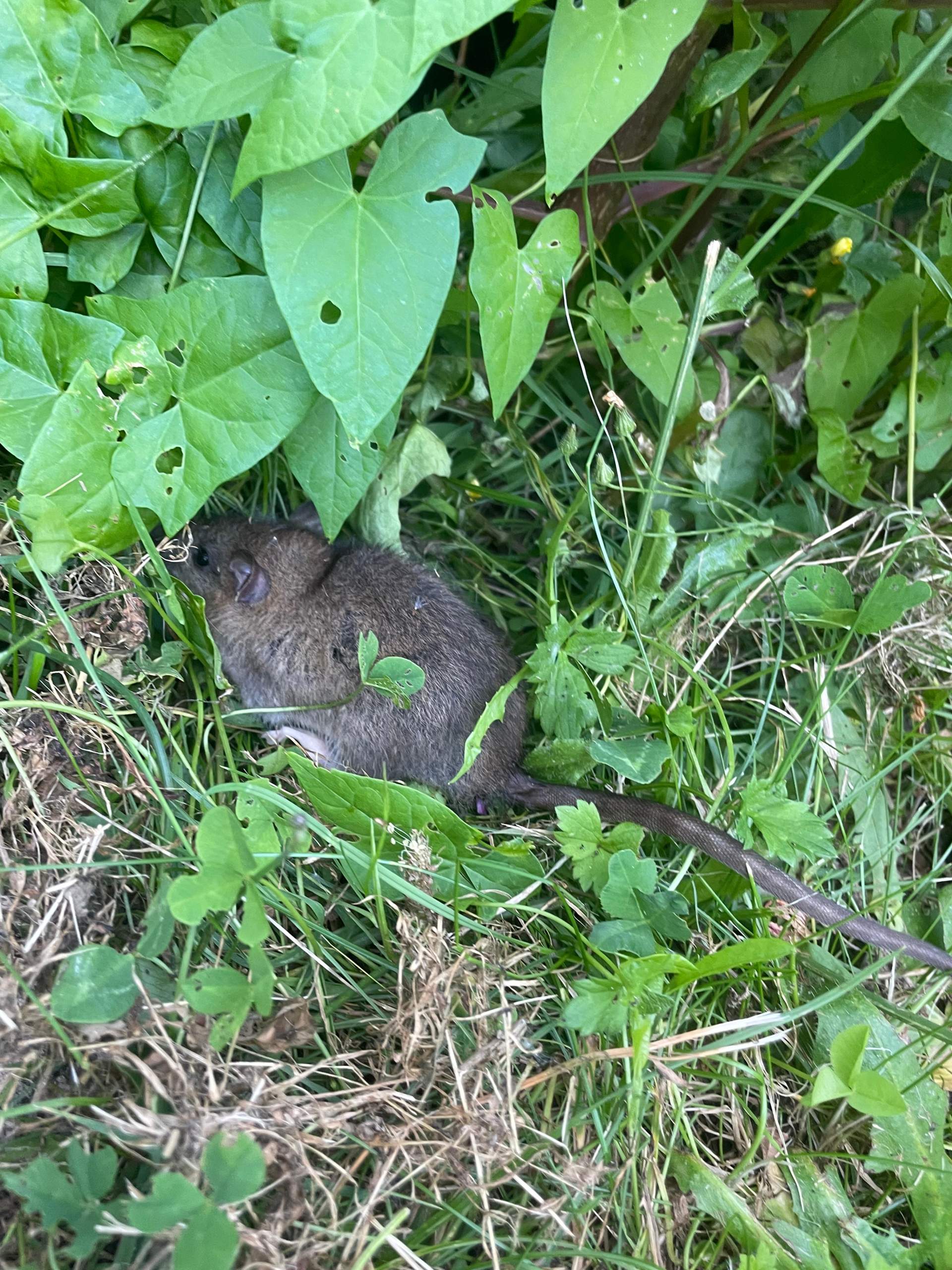 Ratte oder Maus im Garten gefunden, was hat sie? (Krankheit, Katze)