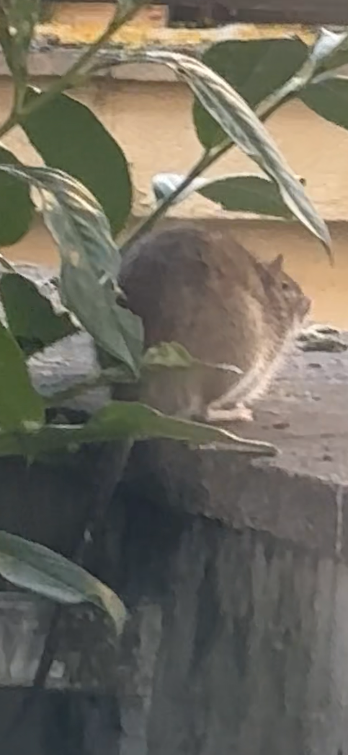 Ratten auf dem Balkon/ im Hinterhof Hilfe? (Angst)
