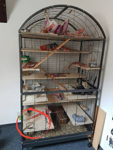 Käfig - (Tiere, Ratten, Rattenhaltung)