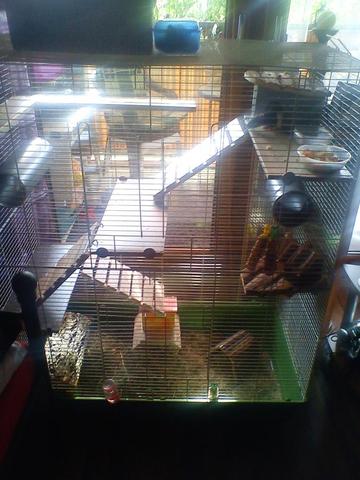 Rattenkäfig - (Freizeit, Tiere, Ratten)