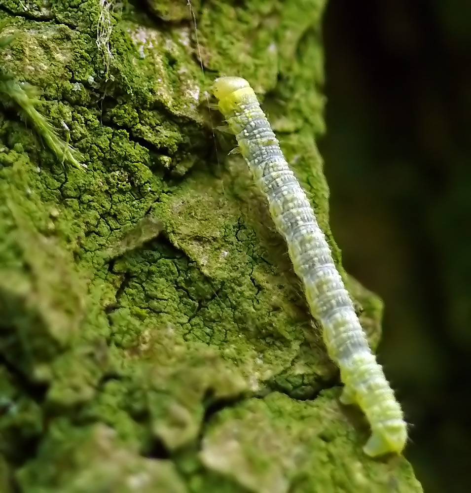 Eichen Raupe Eichen Raupe