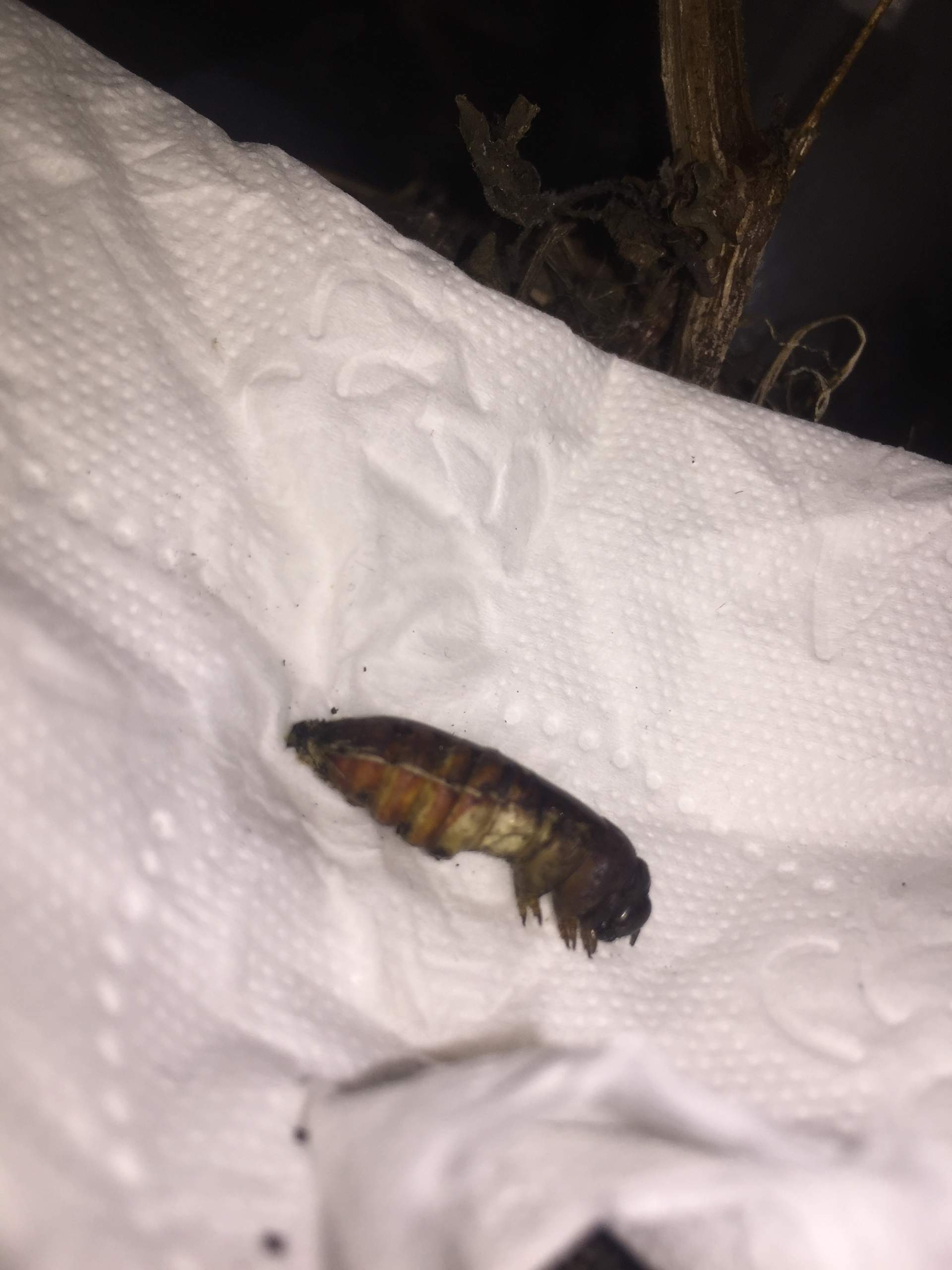 Raupe verpuppt oder tot? (Tiere, Schmetterling, überwintern)
