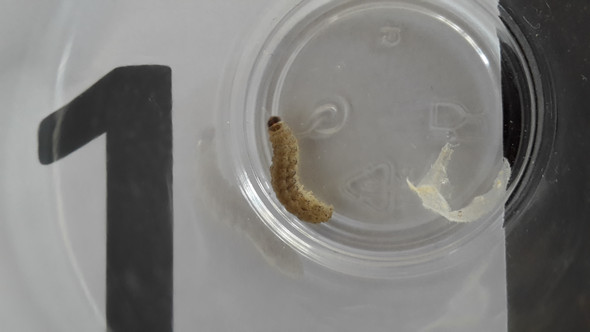 Raupe Wurm Made Larve In Wohnung Gefunden Was Konnte Das Sein