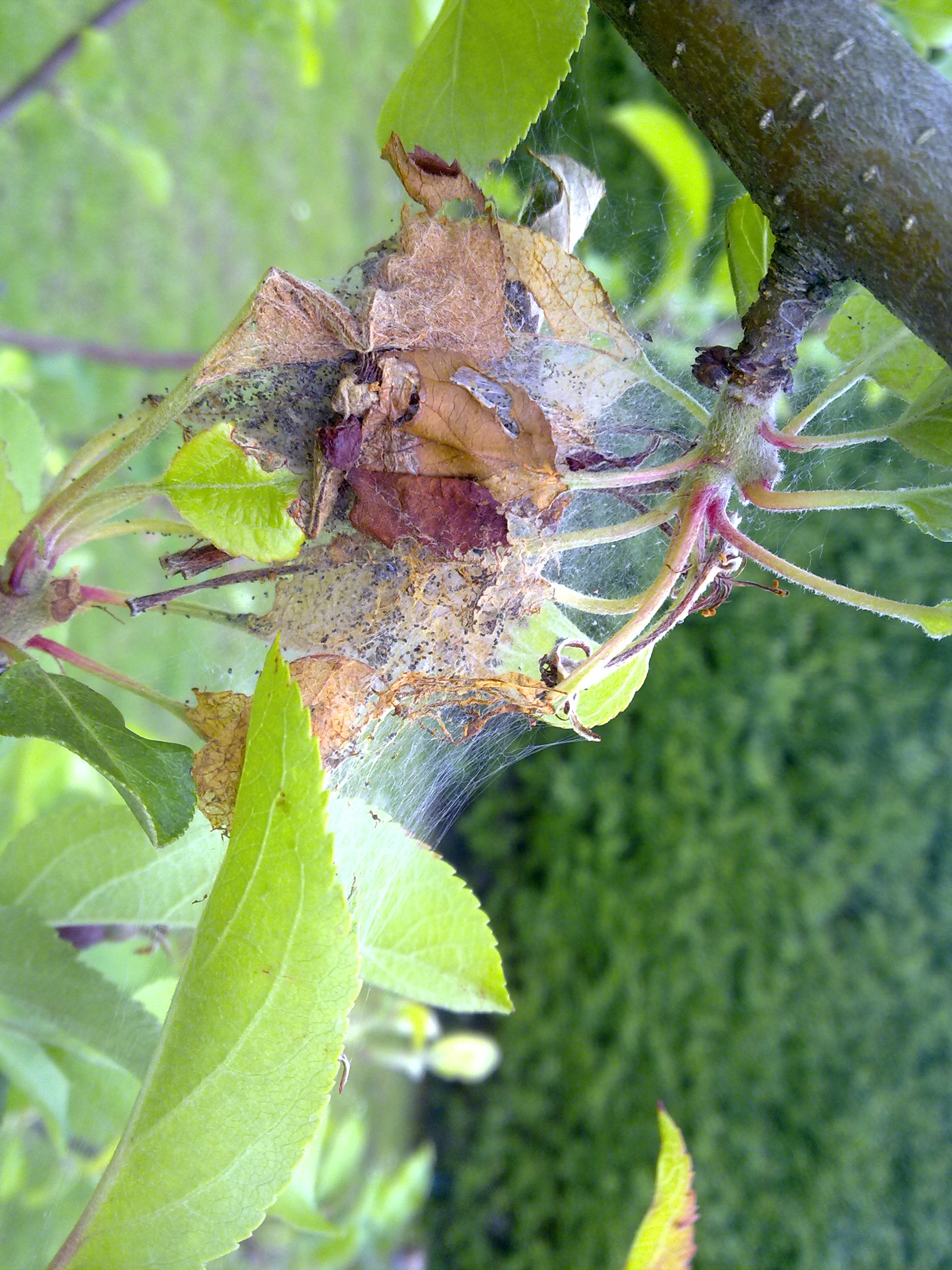 Raupen am Apfelbaum (Garten, raupe)