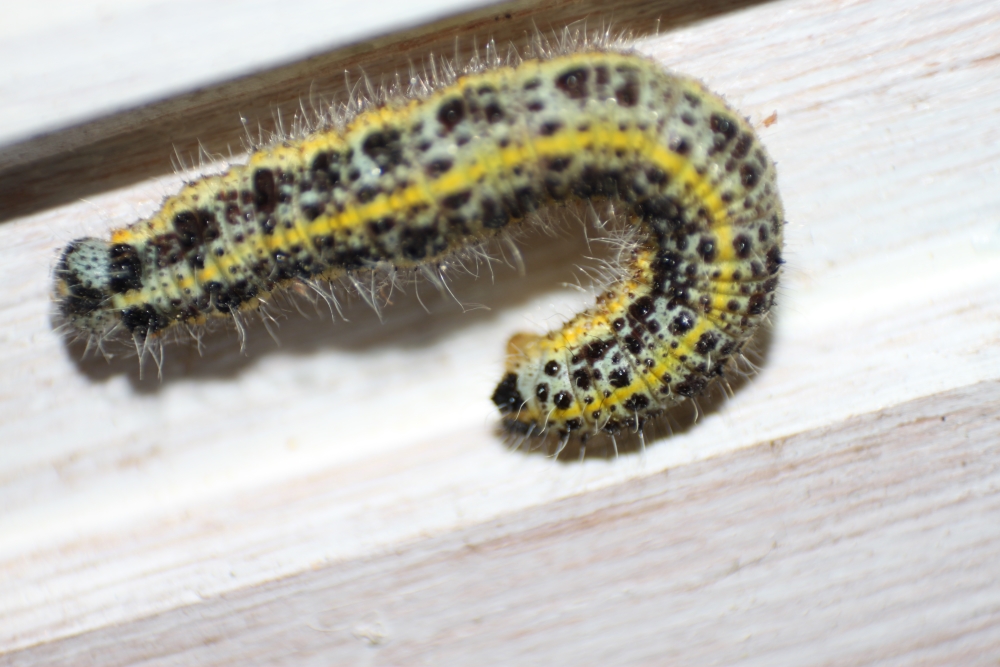 Raupen Art Bestimmung (Garten, Insekten, Schmetterling)
