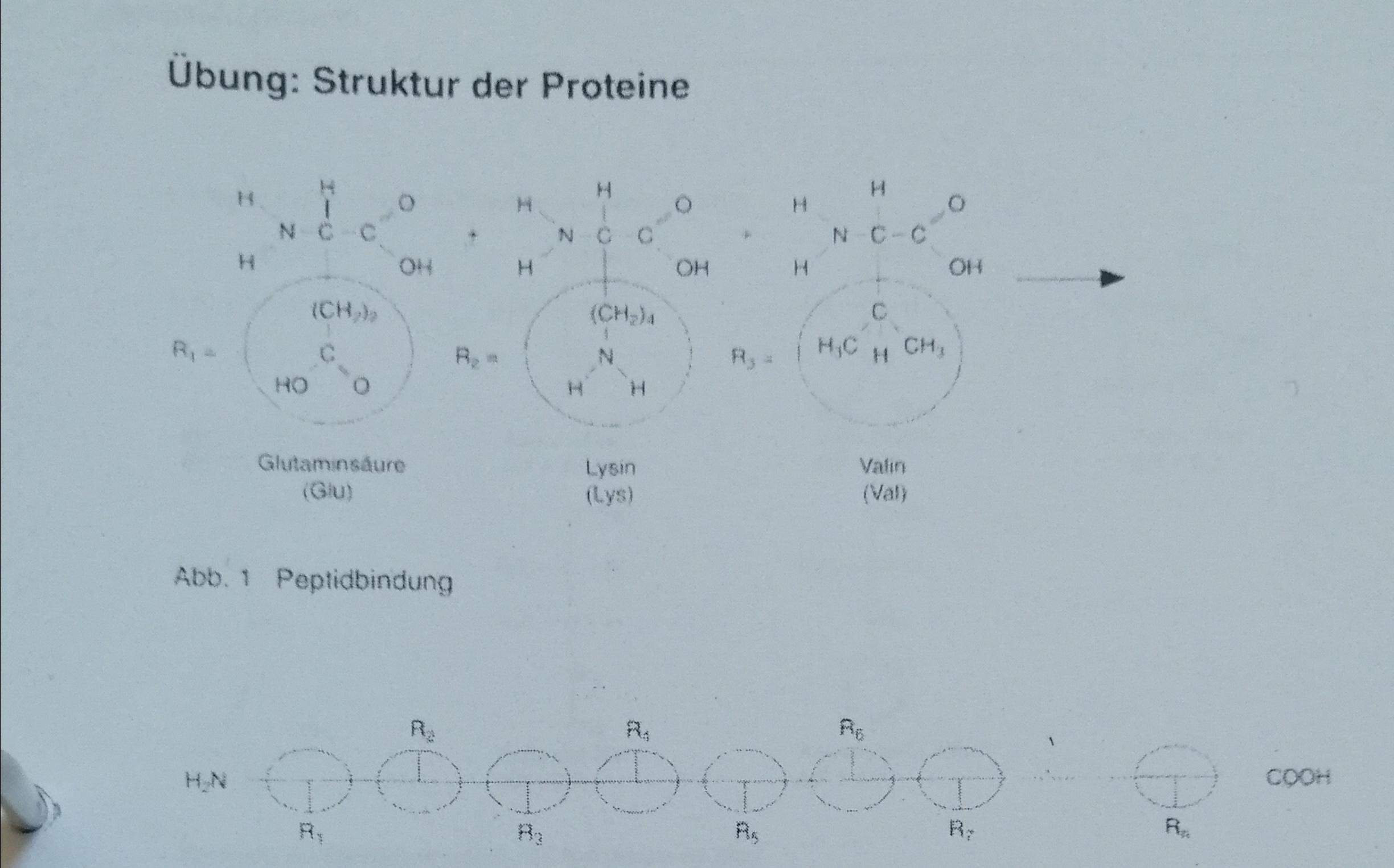 Reaktionsgleichung für die Bildung eines Tripeptids? (Schule, Chemie