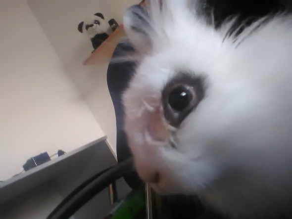 Rechtes Auge Verklebt Augen Kaninchen