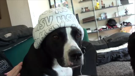 Unsere Prinzessin - (Hund, Harz4, Hundesteuer)