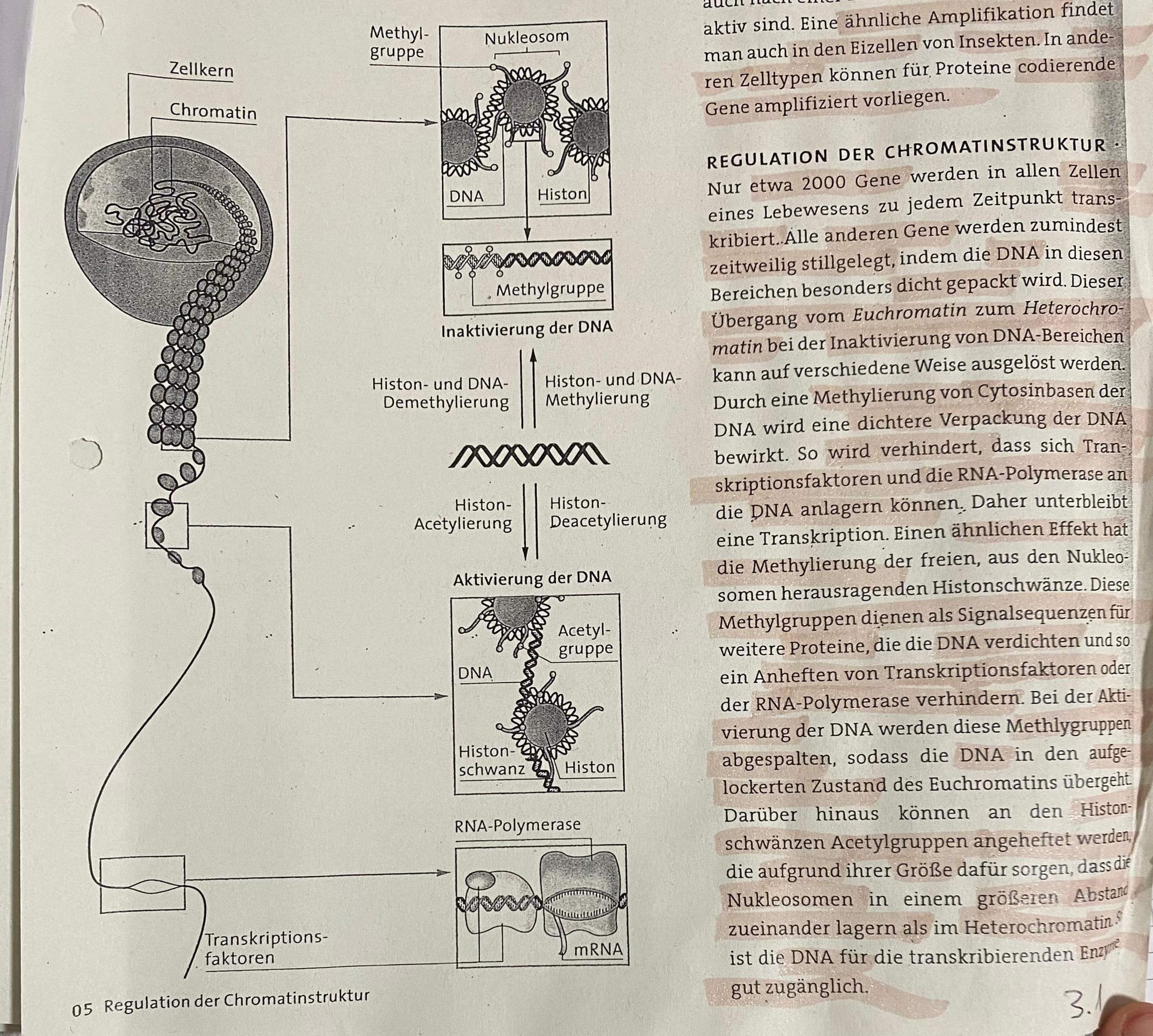 Regulation der Chromatinstruktur? (Biologie, Bio,