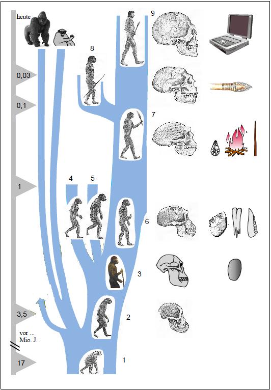 Mensch Evolution Mensch Evolution