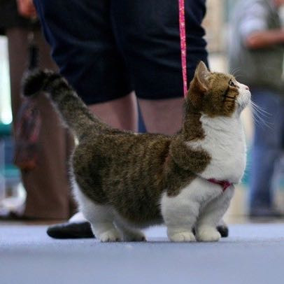 rein aus interesse sind munchkin katzen uberzuchtet katze haustiere zuchtung