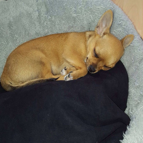 mein kleiner rüde "peanut" (derzeit 11 wochen alt) reinrassiger chihuahua welpe - (Hund, Welpen, Chihuahua)