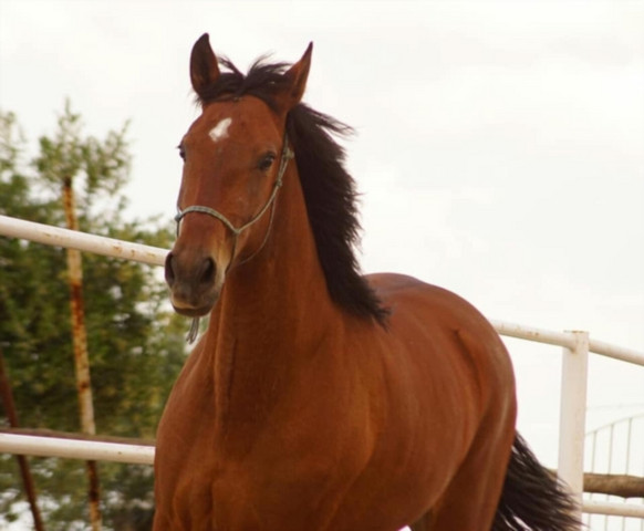 - (Pferde, Reiten, Spanien)