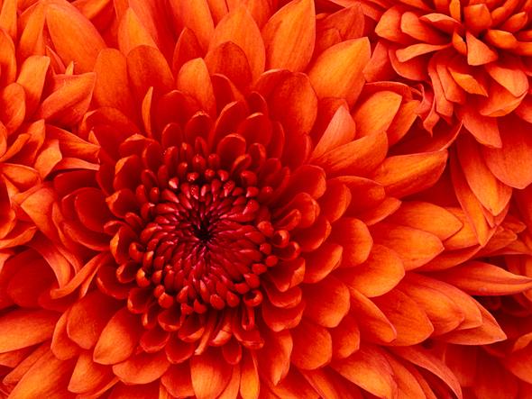 blume - (essen, Pferde)