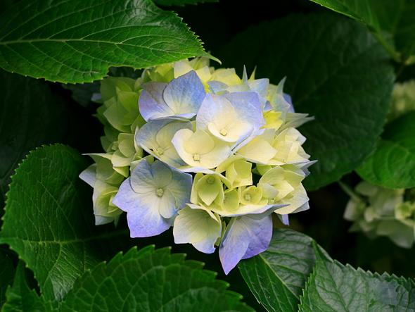 blume - (essen, Pferde)
