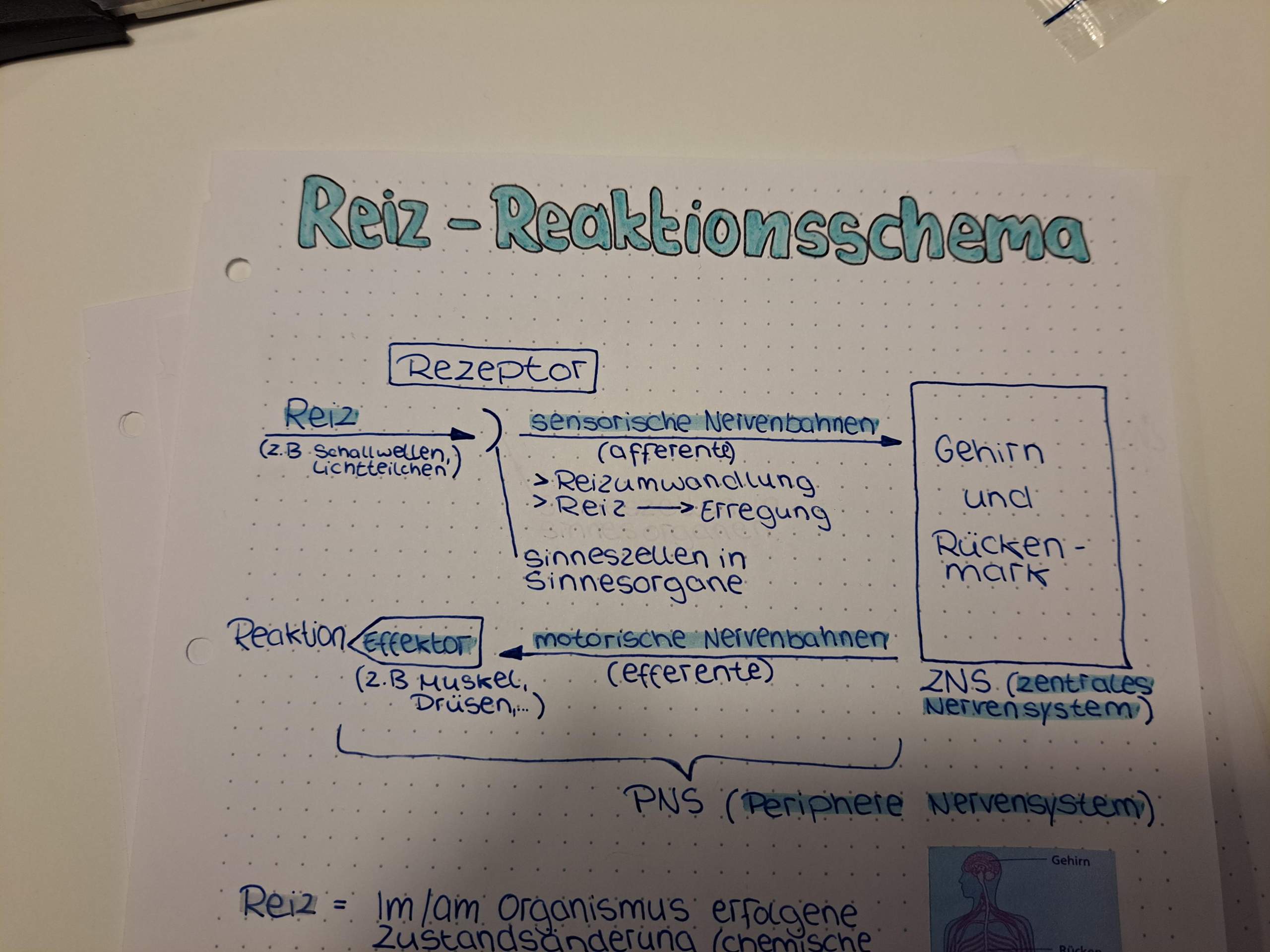 Reiz Reaktionsschema 9.klasse? (9. Klasse) Reiz Reaktionsschema 9.klasse? (9. Klasse)