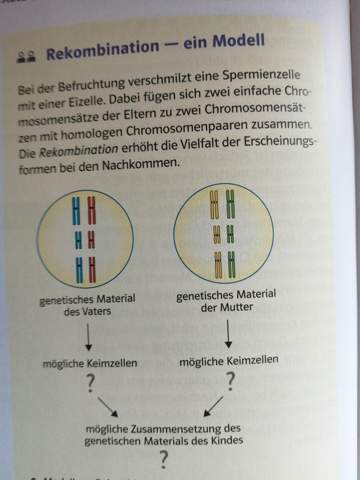 Rekombination Anzahl von Nachkommen?