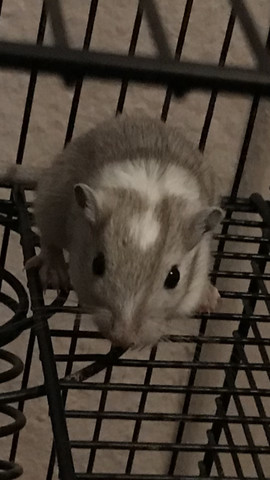 Meerschweinchenstation Bad Durrheim