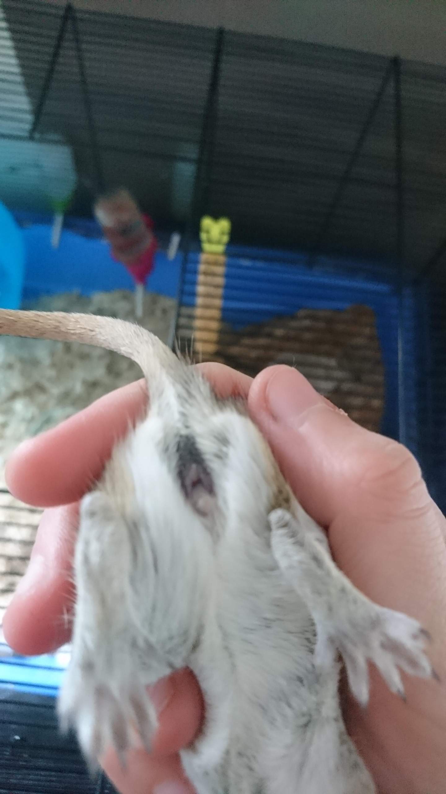 Rennmaus Weibchen oder doch Männchen? (Haustiere)