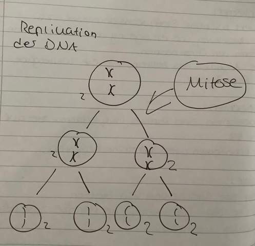Replikation der DNA?