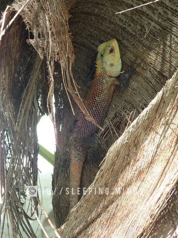 Echse - (Reptilien, Echsen, Malediven)
