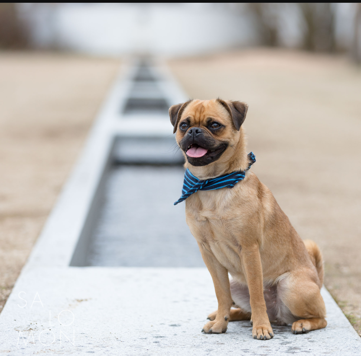 Retro Mops oder Altdeutscher Mops? (Hund, Rasse, Altdeutsch)