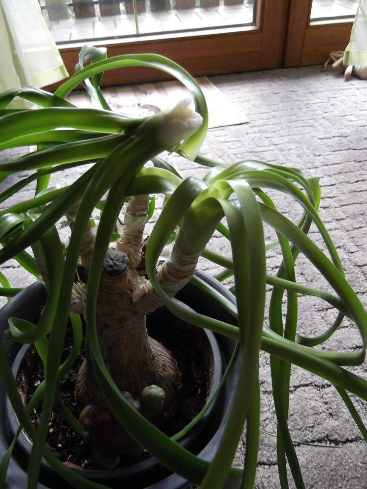 fensterblatt gießen Monstera Minima am Moosstab 90cm Fensterblatt Zimmerpflanze im grauen main image 0