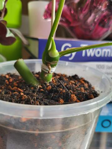 Rhaphidophora Tetrasperma/ Mini Monstera Austrieb wchst nicht weiter?  (Pflanzenpflege, Botanik, Zimmerpflanzen)