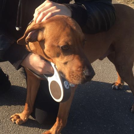 - (Hund, Haustiere, Tierheim)