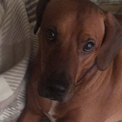 - (Hund, Haustiere, Tierheim)