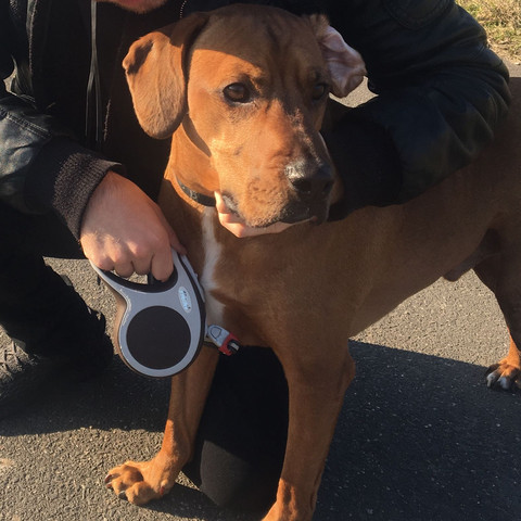 - (Hund, Haustiere, Tierheim)