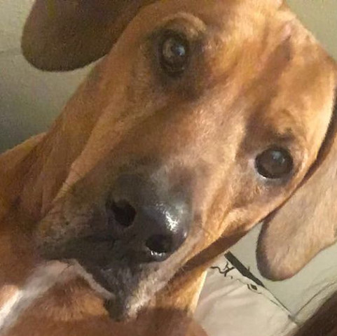 - (Hund, Haustiere, Tierheim)
