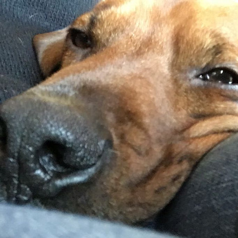 - (Hund, Haustiere, Tierheim)