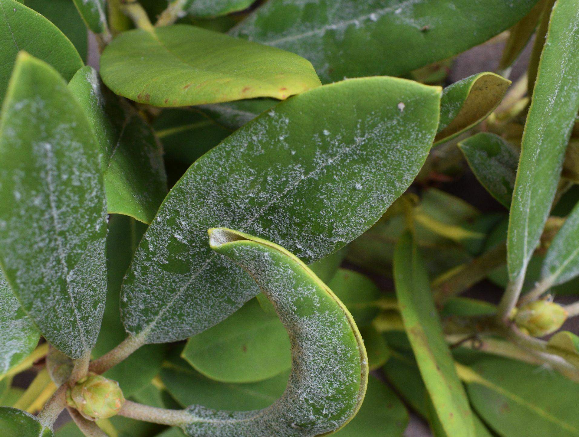 Rhododendron - Bltter haben einen weien Belag? (Schdlinge)