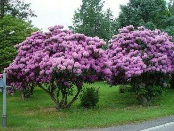 Rhododendron in Schirmform bringen? (Garten, rueckschnitt)