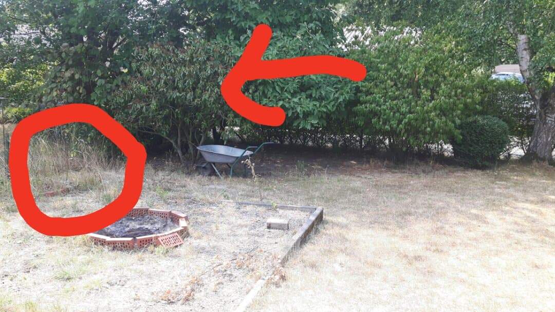 bio topfpflanzen Bio ostružina – mladá rostlina v květináči o průměru 13 cm, výška 20 cm main image 0