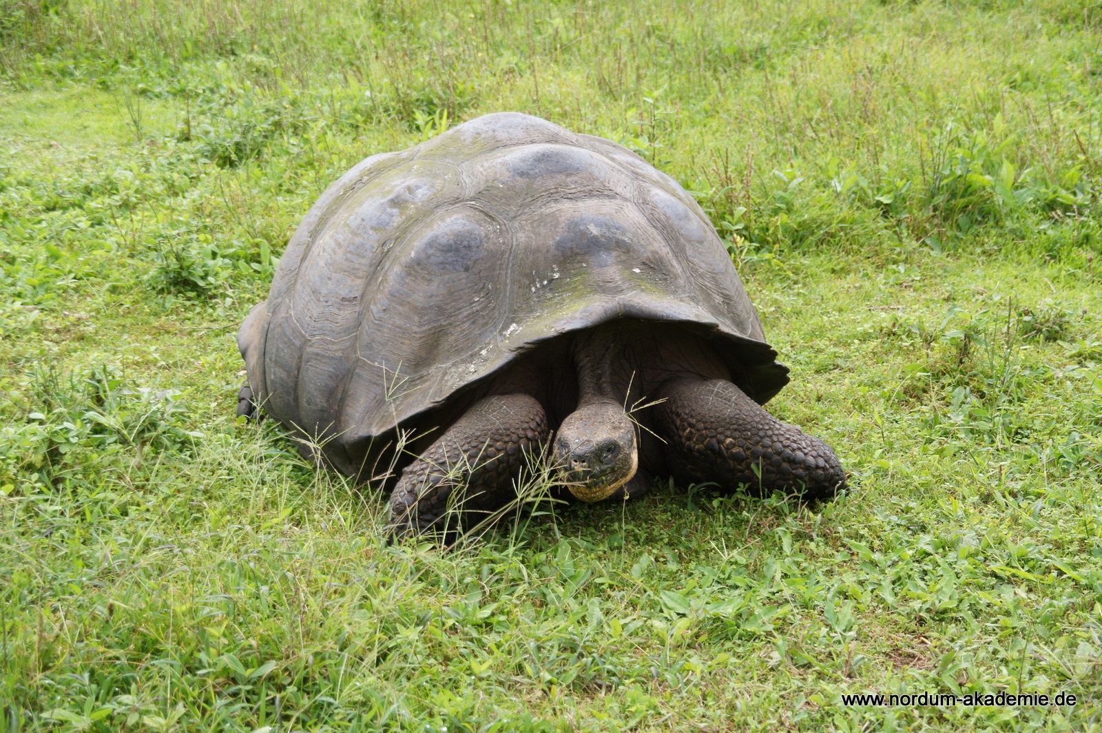 Riesen Schildkrote Halten Schildkroten Reptilien