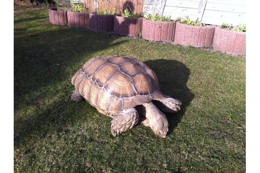Riesen Schildkrote Halten Schildkroten Reptilien
