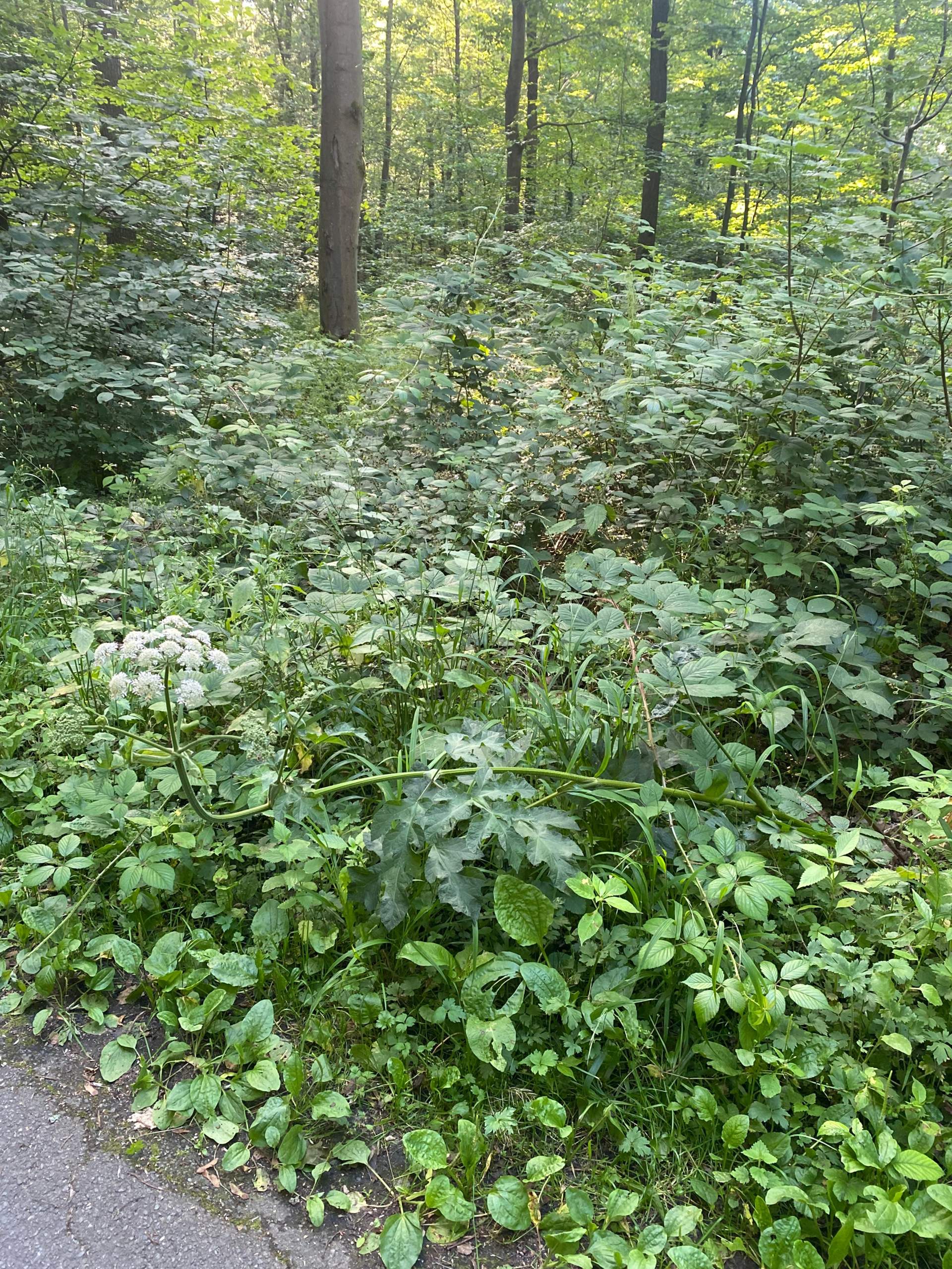 Riesenbärenklau Pflanze gefunden? (Blumen, Botanik, Gärtner)
