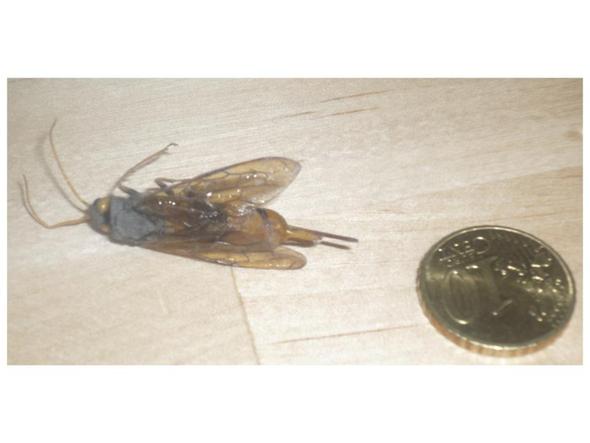 Die größte Wespe des Universums 2 - (Insekten, Wespen, königin)