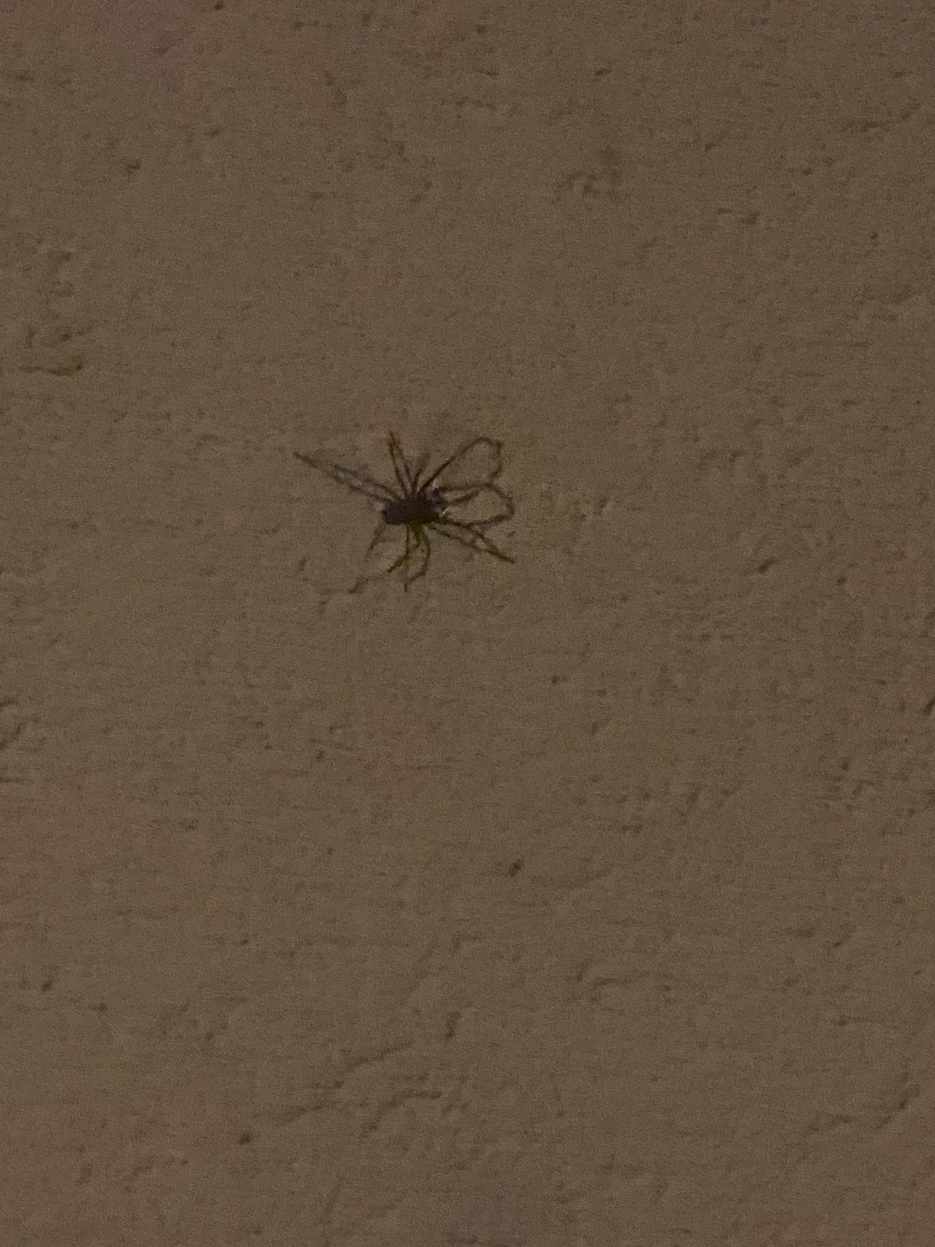 Spinnen An Der Wand