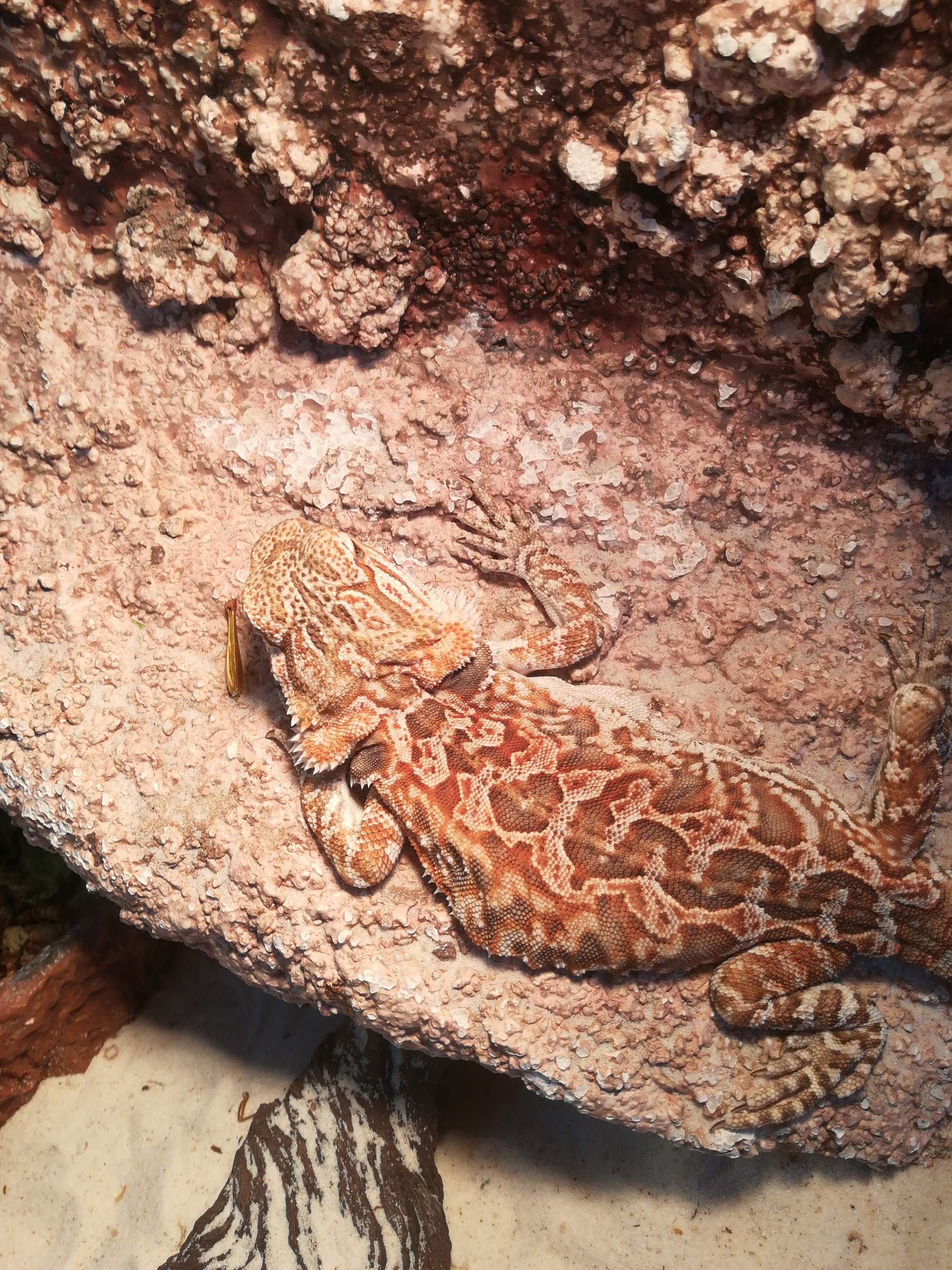 Rippe gebrochen bartagame? - 0 Full Rippe gebrochen bartagame? - 0 Full