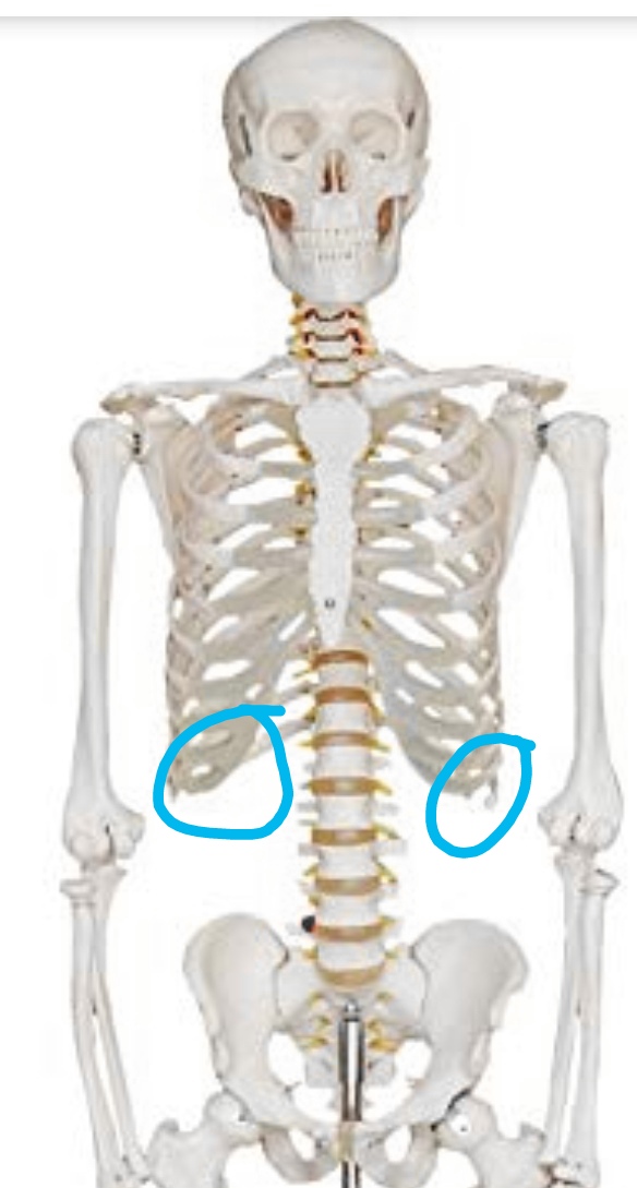 Rippen Tuhen Weh Stehen Raus Korper Rippen Tuhen Weh Stehen Raus Korper