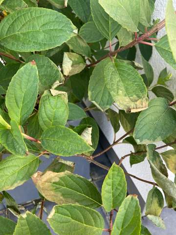 Begonien Richtig Berwintern Pflegen Und Pflanzen Baldurgarten