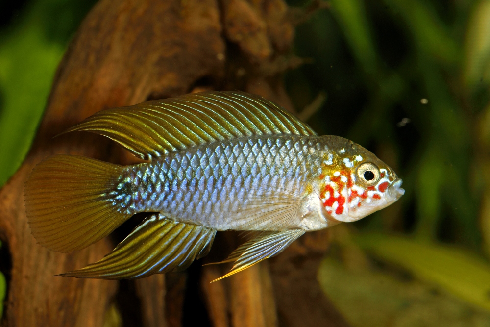 "Robuste" Zwerbuntbarsche - Apistobramma Borelli? (Fische, Aquarium