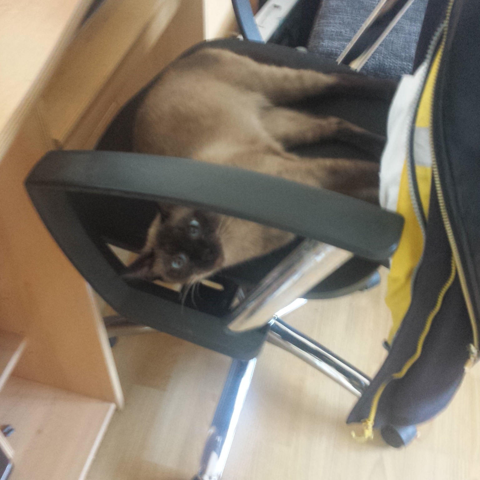 muss ich was beachten wenn ich rohes fleisch an meine katze verfuttern will barfen