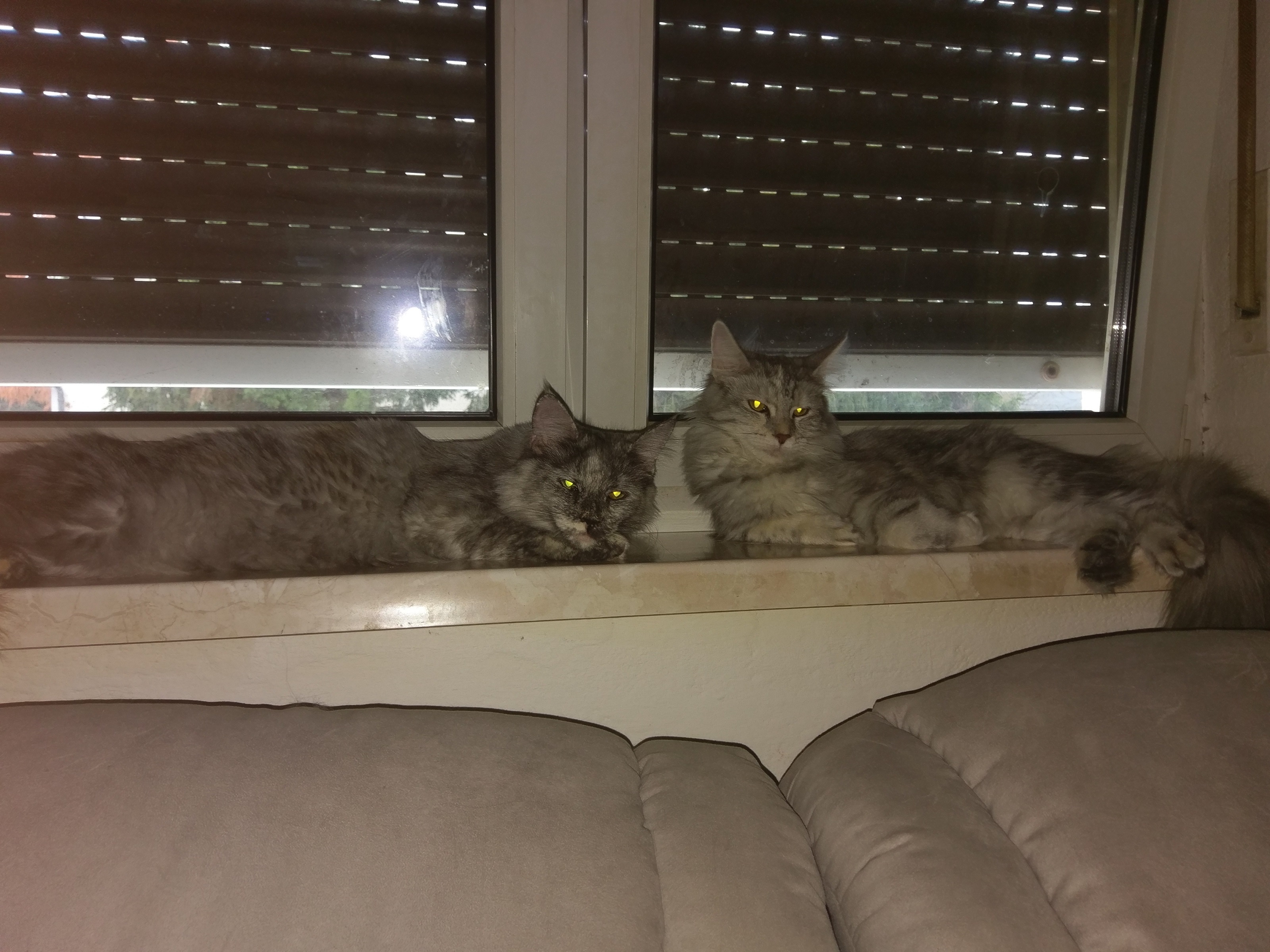 Wie Beruhige Ich Meine Rollige Katze
